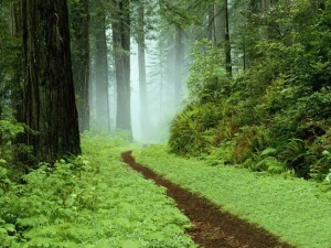 forest-trail